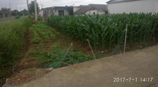 ʵ��ũ���ϼ�Ժ��ǰ�����׵أ����ڴ�������ջ�