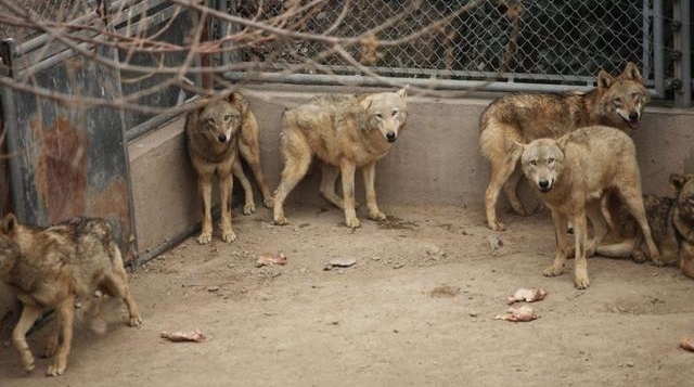 ʵ��������µ�������, Ⱥ�ǿ������Ǿ�＂��＂, �������Ⱦ���