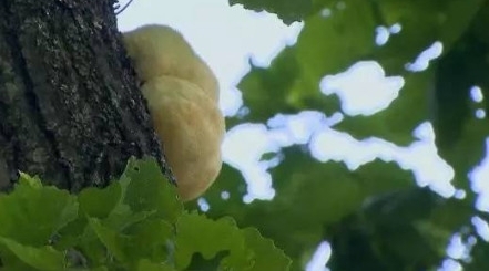 ũ�壺ũ�����Ұ��ܸ߰���һ���ë�����ϣ���ֵ��Ӫ��Ҳ��ث