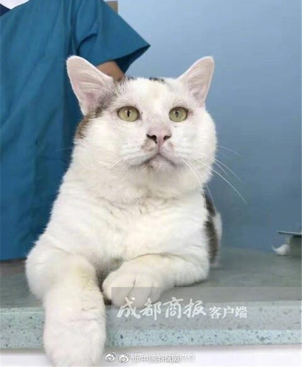 ����è�˫��Ƥ���������������Ӵ����������۷�����