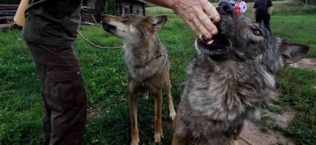 ��Ҳ����˳��һ�棬�׶���˹10��Ů����Ұ��5�갮������