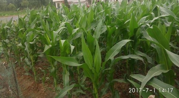 ʵ��ũ���ϼ�Ժ��ǰ�����׵أ����ڴ�������ջ�