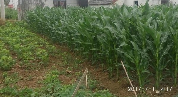 ʵ��ũ���ϼ�Ժ��ǰ�����׵أ����ڴ�������ջ�