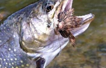 ���ӵ���һ�����㣬�ʿ�����Ӻ�������ɫɷ�׷��������