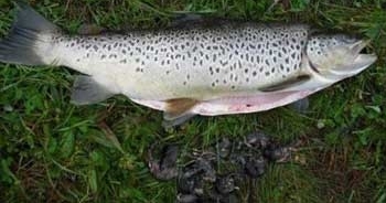 ���ӵ���һ�����㣬�ʿ�����Ӻ�������ɫɷ�׷��������