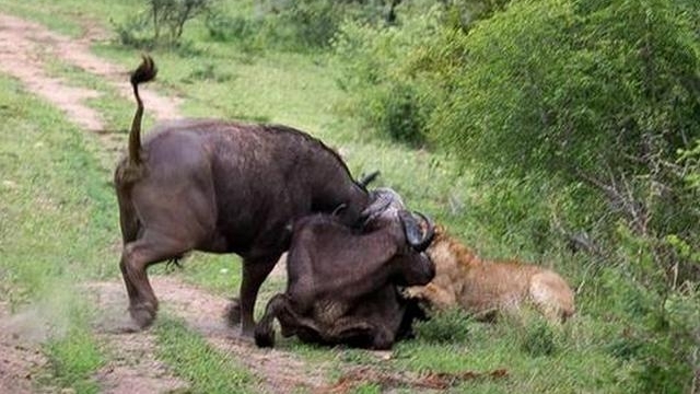 ��Ұţ�ճ�Ϊĸʨ������֮�ͣ�С�����ֽ�ʨ�Ӷ���