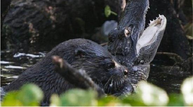 ����Σ�ղ���ɱ�������磬��ʤ��̭����ǿʳ��Ψһ����