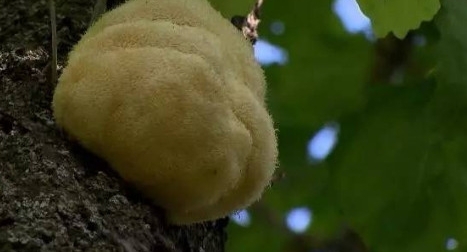 ũ�壺ũ�����Ұ��ܸ߰���һ���ë�����ϣ���ֵ��Ӫ��Ҳ��ث