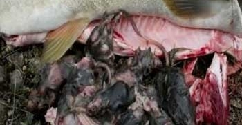 ���ӵ���һ�����㣬�ʿ�����Ӻ�������ɫɷ�׷��������