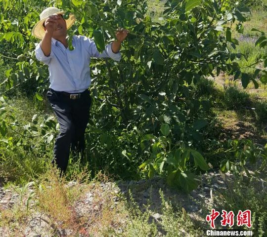 甘肃张掖戈壁锛傇炻倘孙紓:挖石换土 植绿荒滩(图)