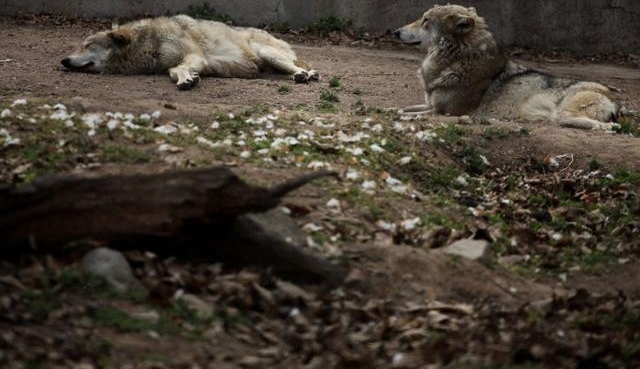 ʵ��������µ�������, Ⱥ�ǿ������Ǿ�＂��＂, �������Ⱦ���