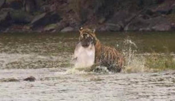 �ϻ��ı��ζ����ˮ��׽���ȴ�Ź�Ѽ��
