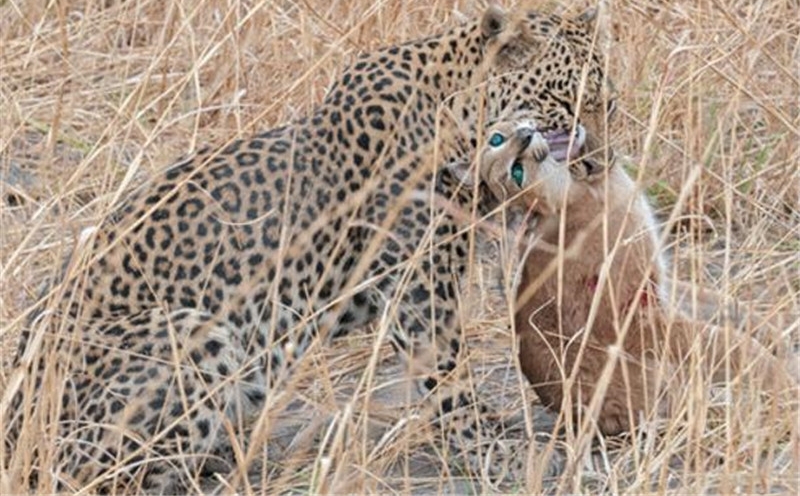 ����Σ�ղ���ɱ�������磬��ʤ��̭����ǿʳ��Ψһ����