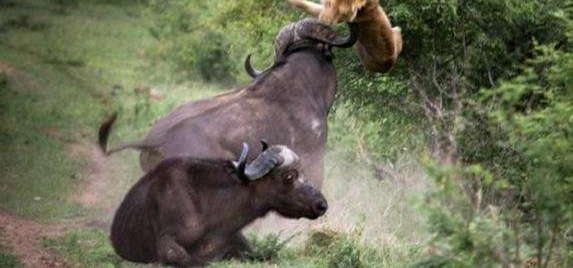 ��ͷʨ��͵Ϯˮţ,һ��ҧסˮţƨ��,��Ҫ����һ��ȴ������!