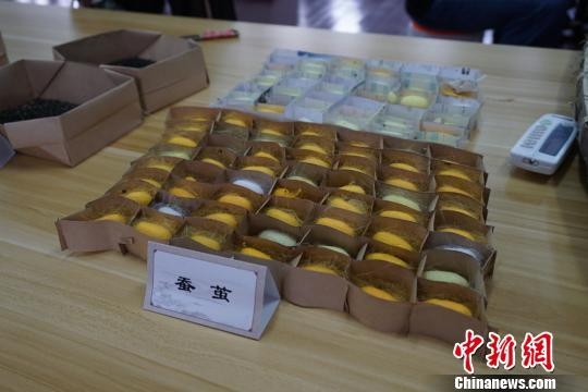 ���ϲ�ɣ����ݿ���ӭ�� չ��ز�ɣ�Ļ���ɫ