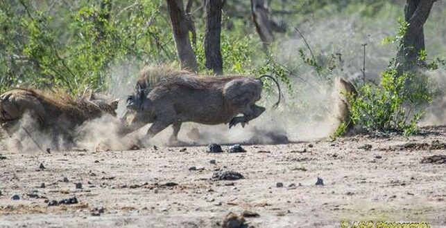 ��ͷ�����������Ծ�������ǿ��ʤ����Ϊ�˰��飿