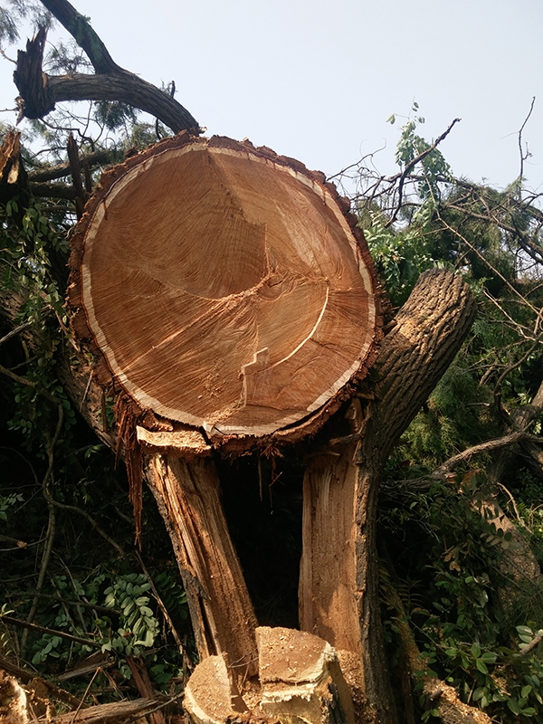 ����һ��ׯ������ͼ�ڡ�ǧ����������� ��������