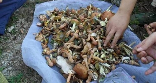 ũ��������ĳ�ªĢ�� Ч��ȴ������֥