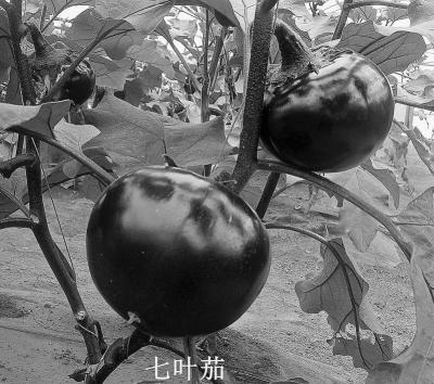�ܻ�,Ϊ�˼����е���ζ��