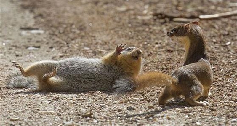 ����Σ�ղ���ɱ�������磬��ʤ��̭����ǿʳ��Ψһ����