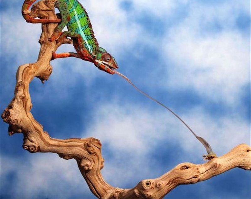 ����Σ�ղ���ɱ�������磬��ʤ��̭����ǿʳ��Ψһ����