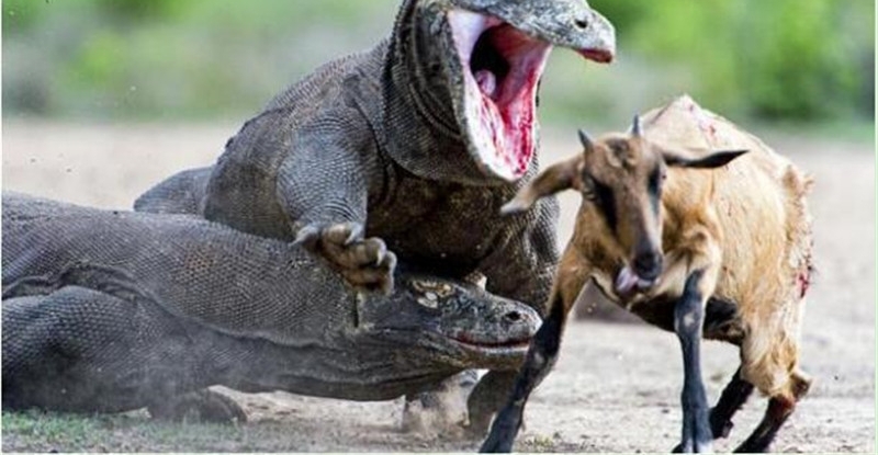 ����Σ�ղ���ɱ�������磬��ʤ��̭����ǿʳ��Ψһ����