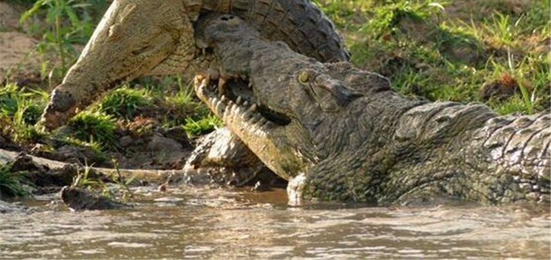 ����Σ�ղ���ɱ�������磬��ʤ��̭����ǿʳ��Ψһ����