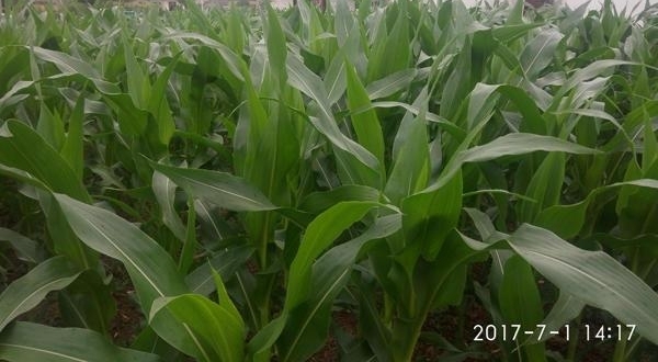 ʵ��ũ���ϼ�Ժ��ǰ�����׵أ����ڴ�������ջ�