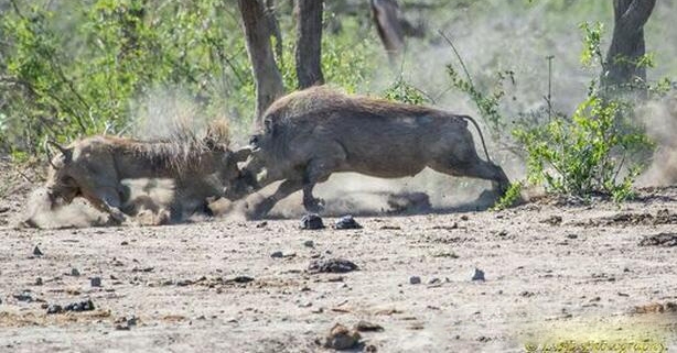 ��ͷ�����������Ծ�������ǿ��ʤ����Ϊ�˰��飿