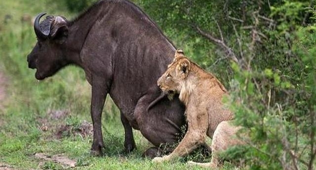 ��Ұţ�ճ�Ϊĸʨ������֮�ͣ�С�����ֽ�ʨ�Ӷ���