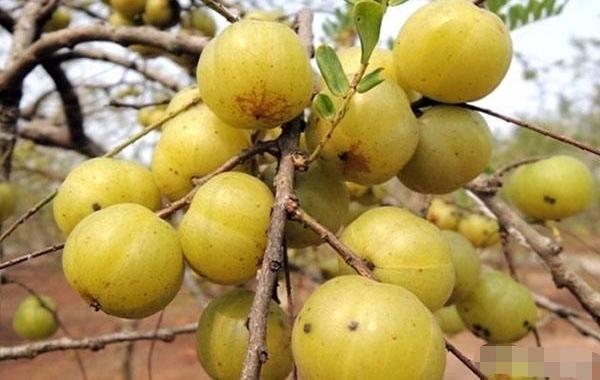 一种水果致富骗局,农民朋友需要小心了,千万小心别上当