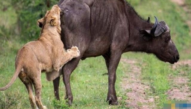 ��Ұţ�ճ�Ϊĸʨ������֮�ͣ�С�����ֽ�ʨ�Ӷ���