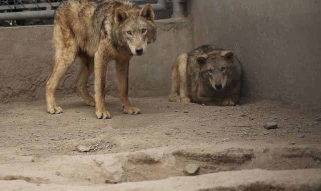 ʵ��������µ�������, Ⱥ�ǿ������Ǿ�＂��＂, �������Ⱦ���