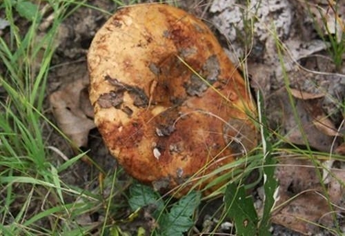 ũ��������ĳ�ªĢ�� Ч��ȴ������֥