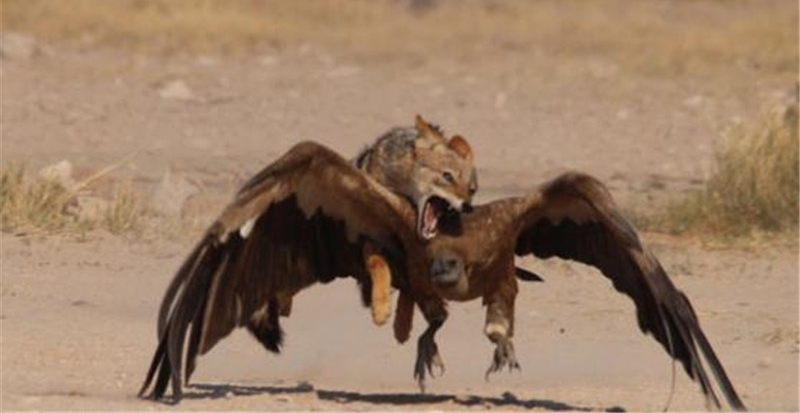 ����Σ�ղ���ɱ�������磬��ʤ��̭����ǿʳ��Ψһ����