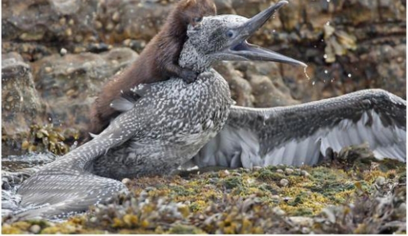 ����Σ�ղ���ɱ�������磬��ʤ��̭����ǿʳ��Ψһ����