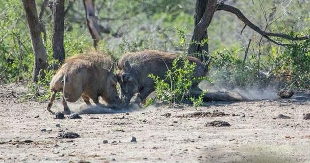 ��ͷ�����������Ծ�������ǿ��ʤ����Ϊ�˰��飿