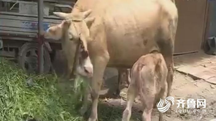 ����һĸţ12���ڲ�����Сţ  ר�ң��ⲻ��ѧ