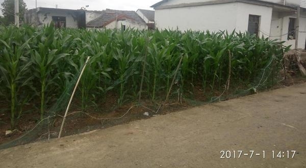 ʵ��ũ���ϼ�Ժ��ǰ�����׵أ����ڴ�������ջ�