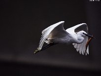֦ϵ