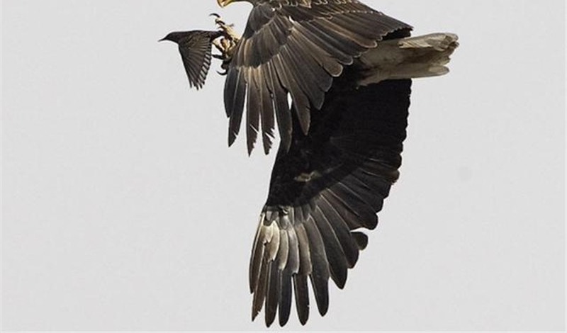 ����Σ�ղ���ɱ�������磬��ʤ��̭����ǿʳ��Ψһ����