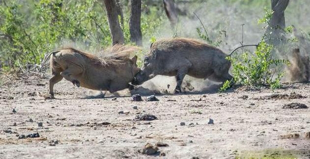 ��ͷ�����������Ծ�������ǿ��ʤ����Ϊ�˰��飿