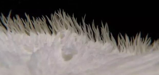 ũ�壺ũ�����Ұ��ܸ߰���һ���ë�����ϣ���ֵ��Ӫ��Ҳ��ث