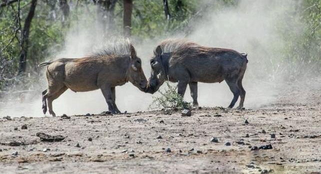 ��ͷ�����������Ծ�������ǿ��ʤ����Ϊ�˰��飿