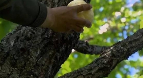 ũ�壺ũ�����Ұ��ܸ߰���һ���ë�����ϣ���ֵ��Ӫ��Ҳ��ث