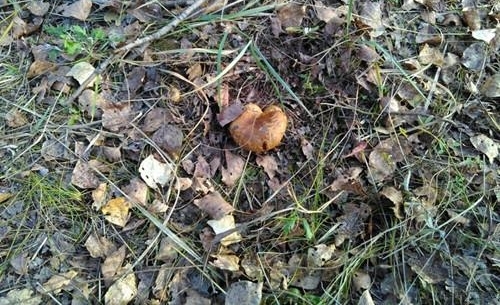 ũ��������ĳ�ªĢ�� Ч��ȴ������֥