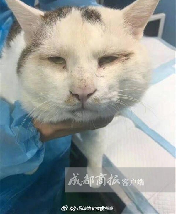 ����è�˫��Ƥ���������������Ӵ����������۷�����