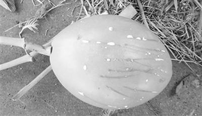 ����·����60��þ綾����ɱ���� ��ʵײ��â��