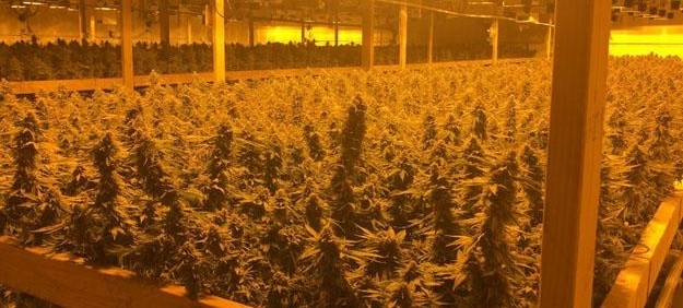 洛杉矶警方查获市值5000万美元大麻 8名亚裔男子被捕