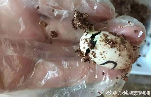 ���淨 ��ɽһ�������ڹ�